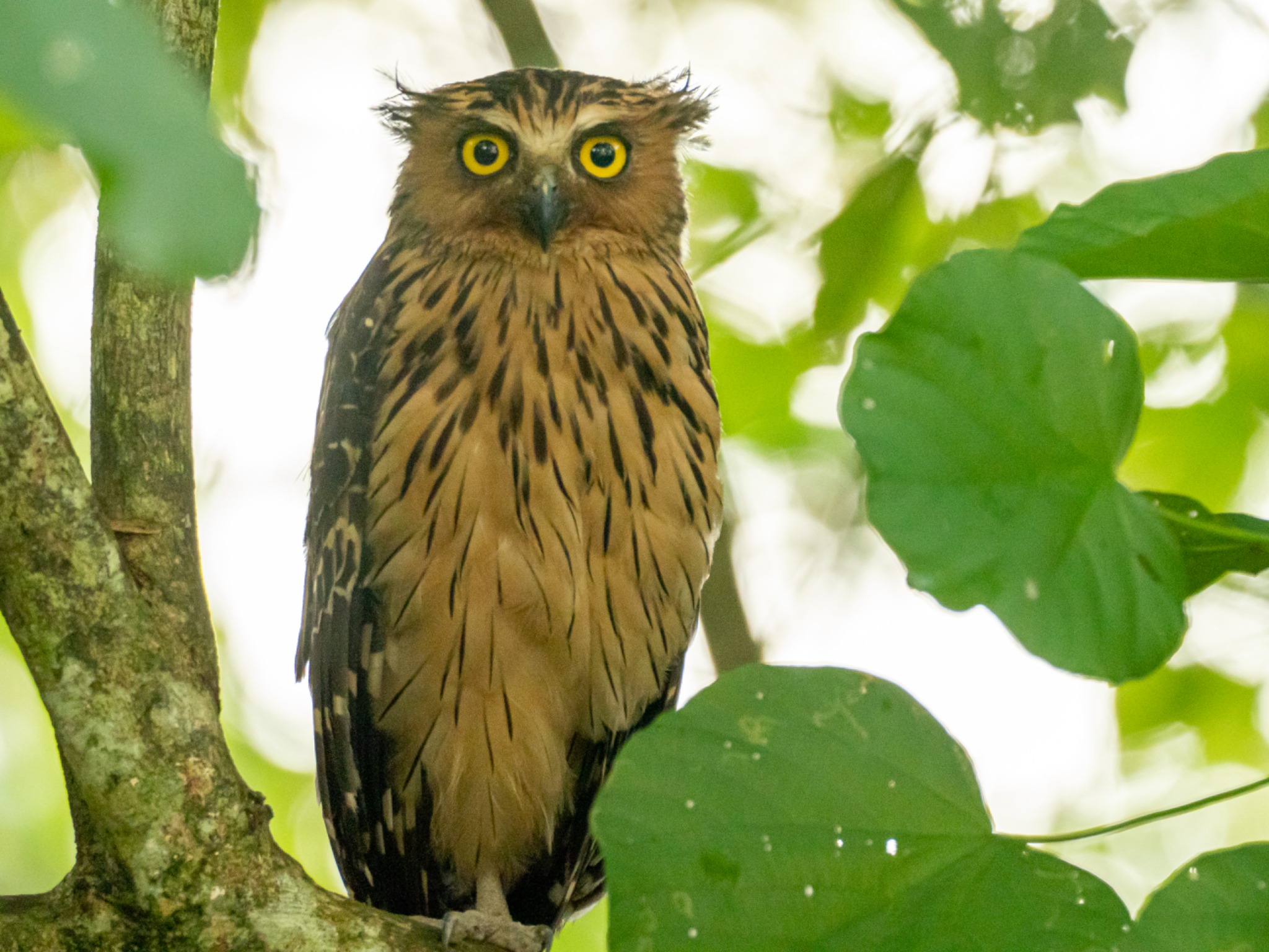 Buffy Fish Owl